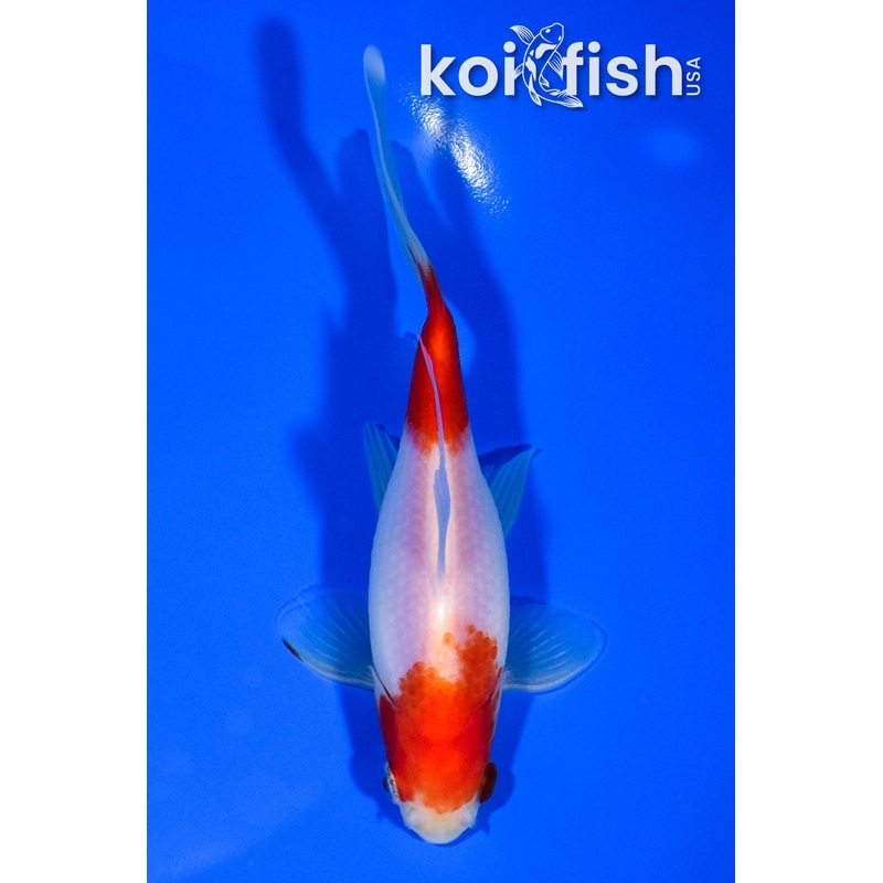 5.25" SARASA COMET GOLDFISH