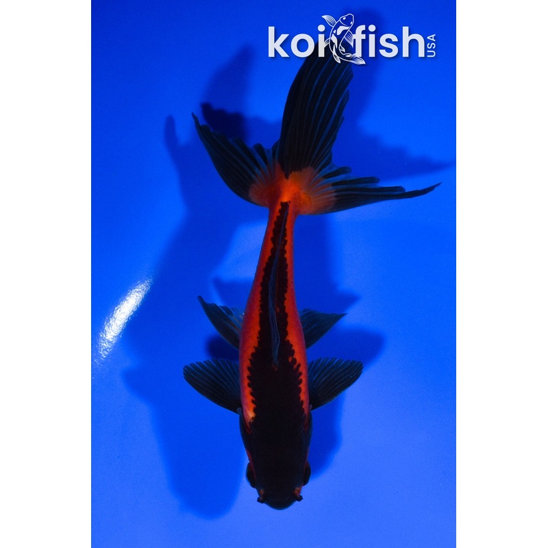 5.25" WATONAI GOLDFISH