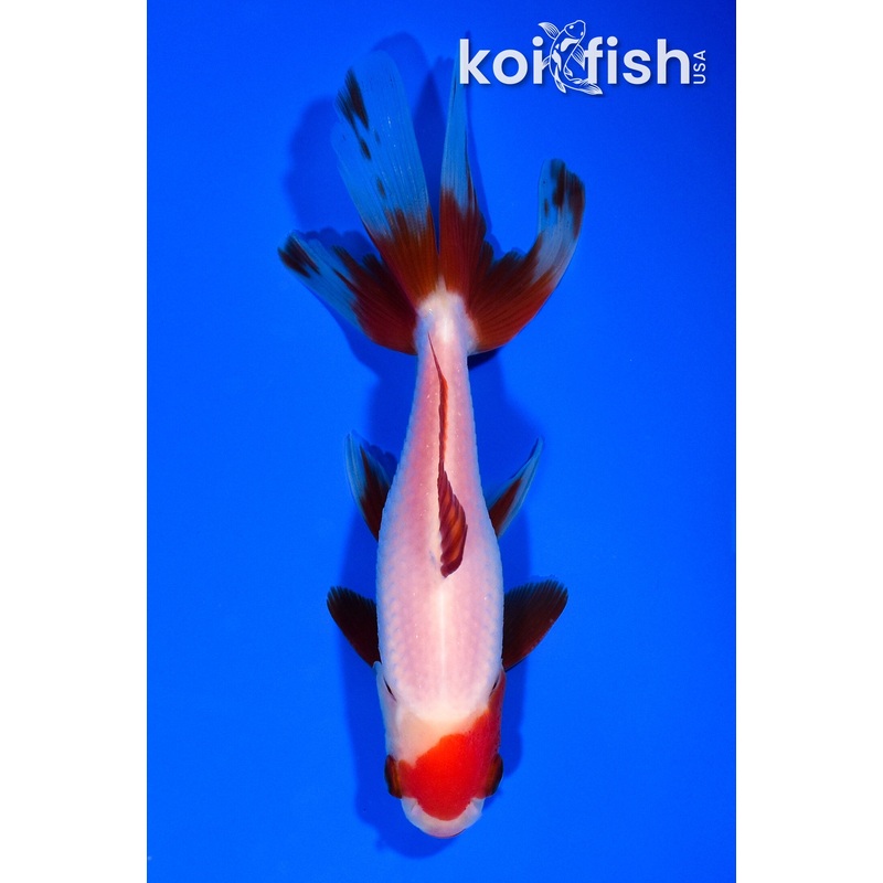 5.25" WATONAI WAKIN GOLDFISH