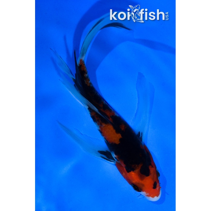 5.5" AKA SANKE BUTTERFLY