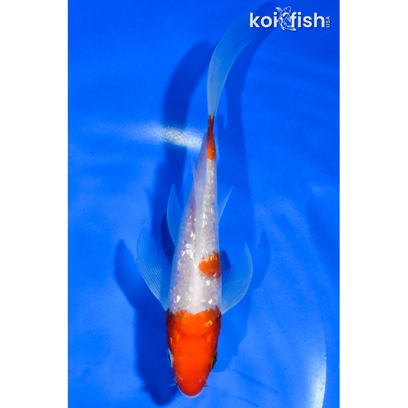 5.5" GINRIN KOHAKU BUTTERFLY
