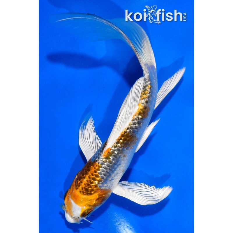 5.5" GINRIN KUJAKU BUTTERFLY