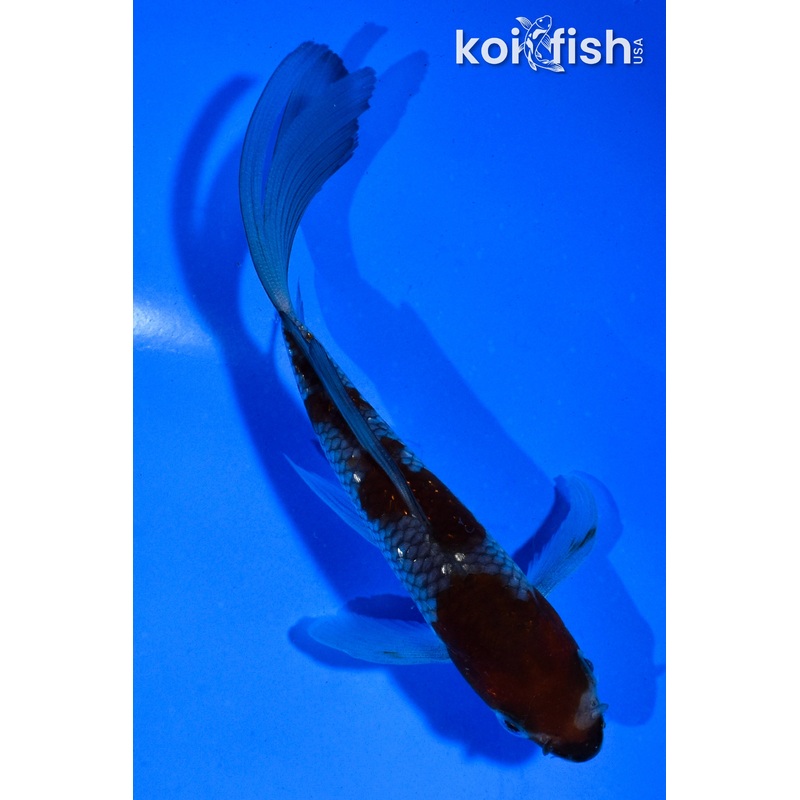 5.5" GINRIN OCHIBA SHIGURE BUTTERFLY