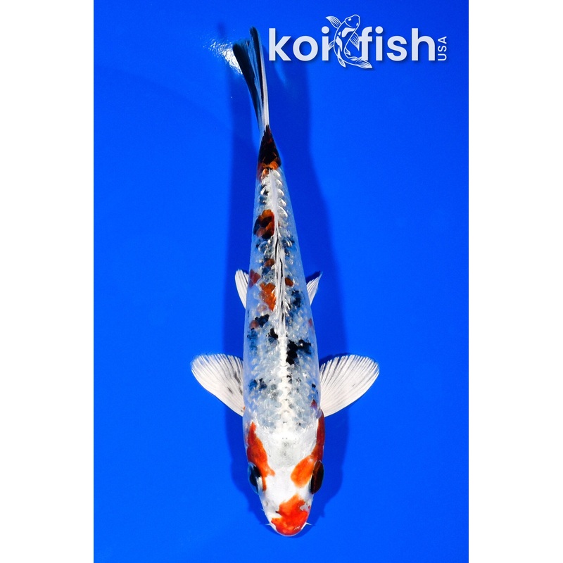 5.5" GINRIN YAMATO NISHIKI