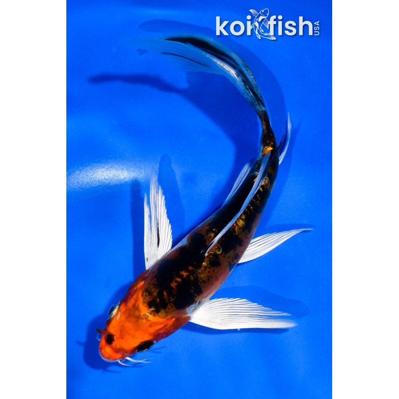 5.5" HEISEI NISHIKI BUTTERFLY