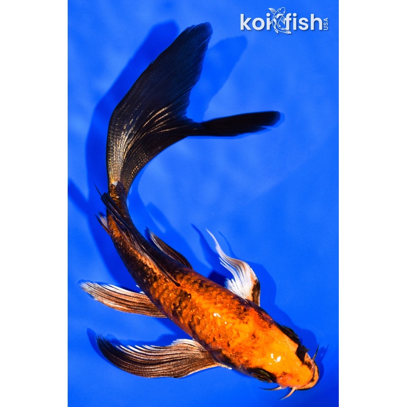 5.5" HI UTSURI BUTTERFLY
