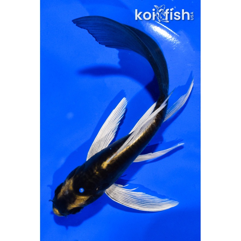 5.5" KABUTO BUTTERFLY