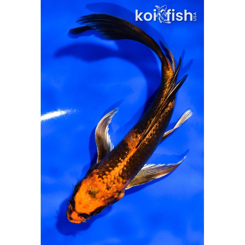 5.5" KIN HI UTSURI BUTTERFLY