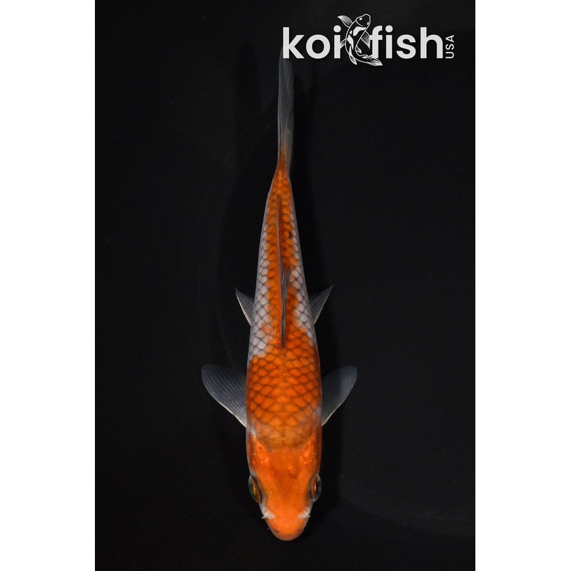 5.5" OCHIBA SHIGURE