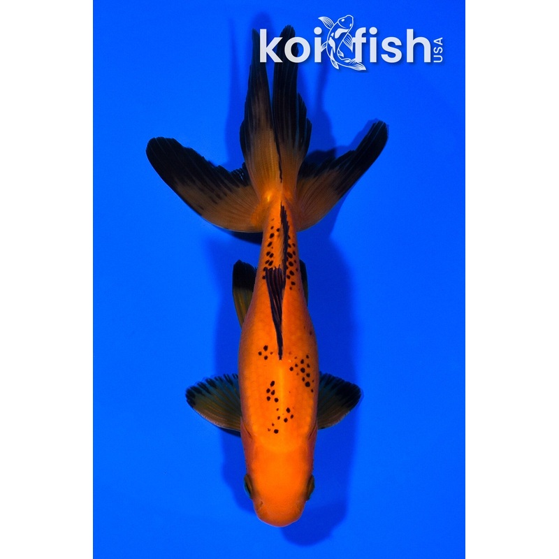 5.5" WATONAI GOLDFISH