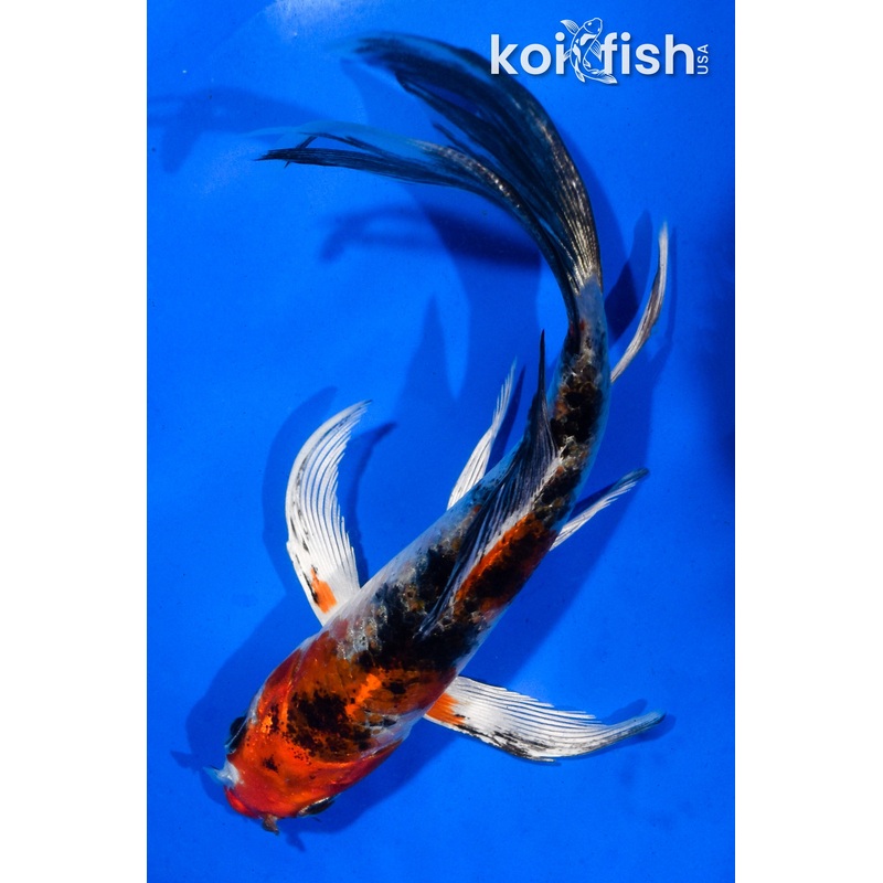5.5" YAMATO NISHIKI BUTTERFLY