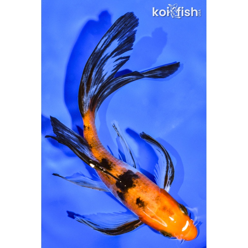 5.75" AKA SANKE BUTTERFLY