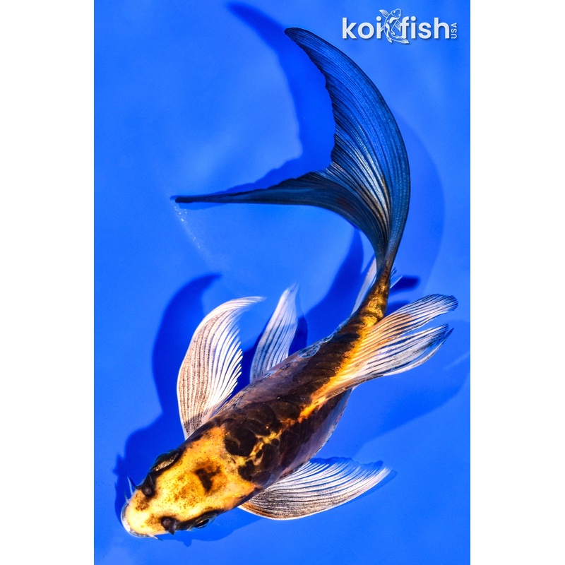5.75" DOITSU KI MATSUBA BUTTERFLY