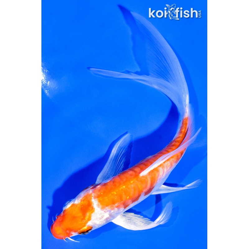 5.75" KIKUSUI BUTTERFLY