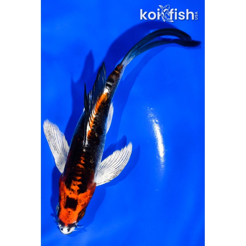 5" BENI KIKOKURYU BUTTERFLY