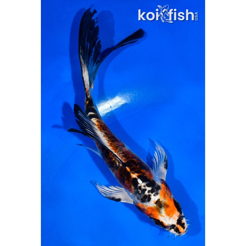 5" DOITSU KUJAKU BUTTERFLY