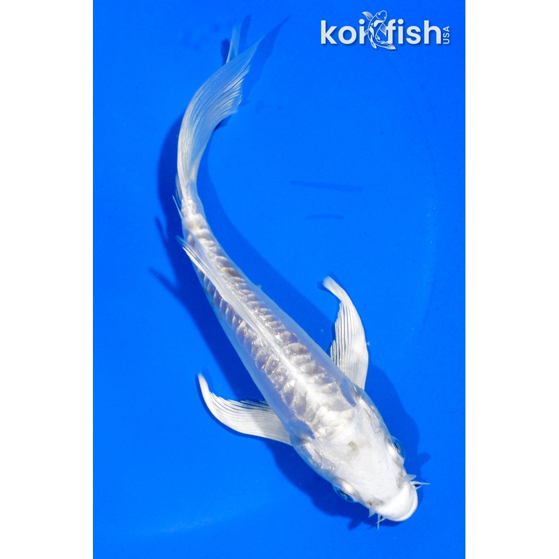 5" GINRIN DOITSU HARIWAKE BUTTERFLY
