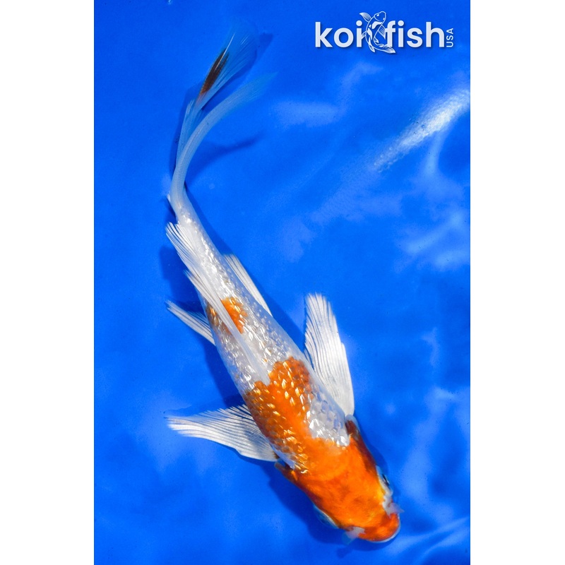 5" GINRIN HARIWAKE BUTTERFLY