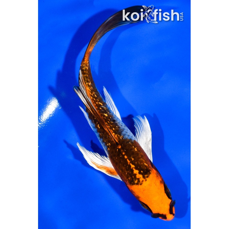 5" GINRIN KUJAKU BUTTERFLY