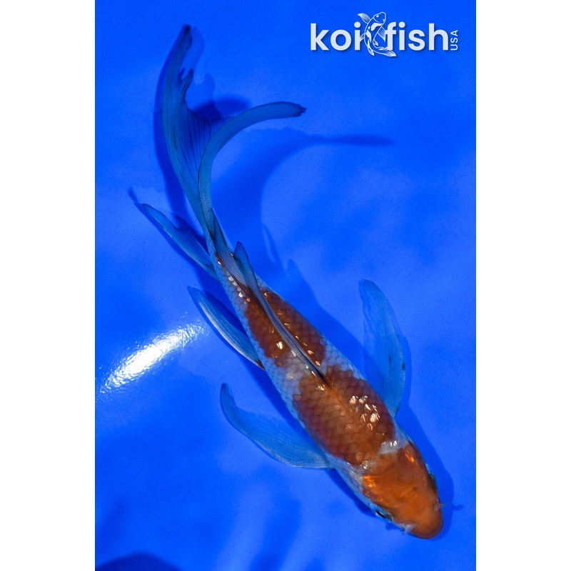 5" GINRIN OCHIBA SHIGURE BUTTERFLY