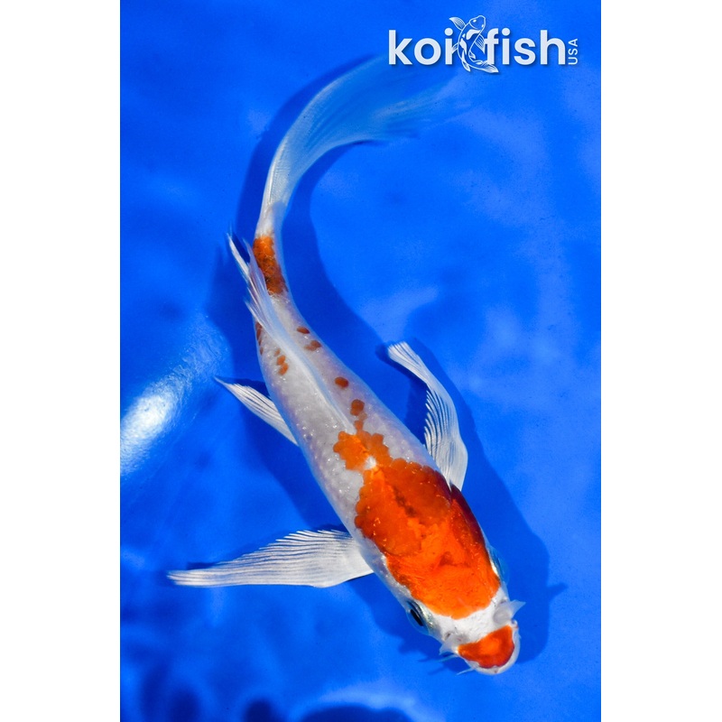 5" HARIWAKE BUTTERFLY