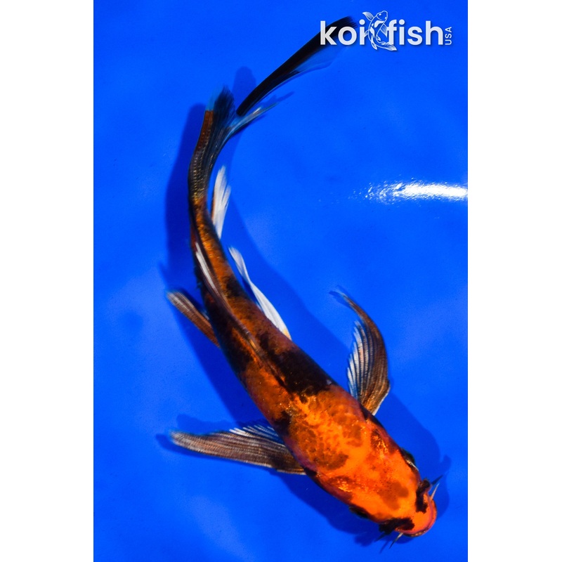 5" KIN HI UTSURI BUTTERFLY