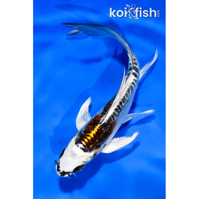 5" KIN KIKOKURYU BUTTERFLY