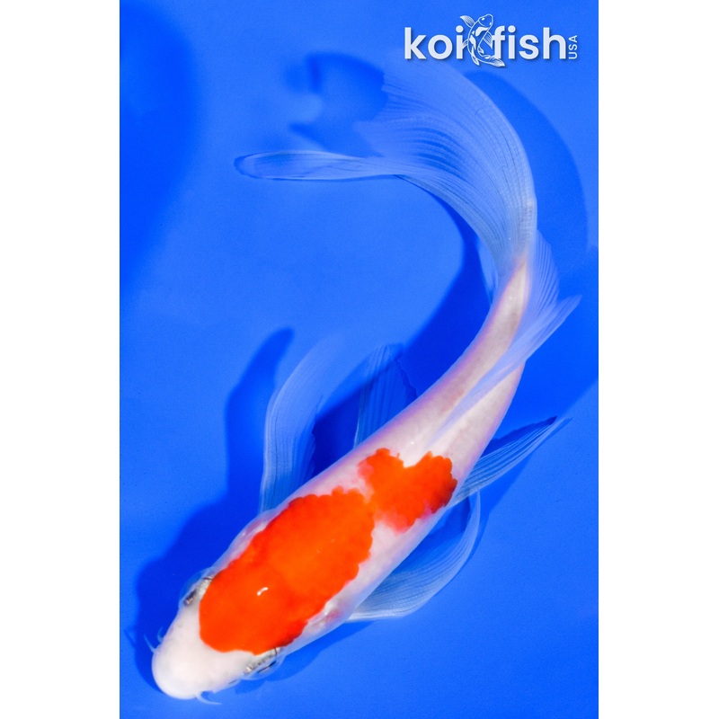 5" KOHAKU BUTTERFLY