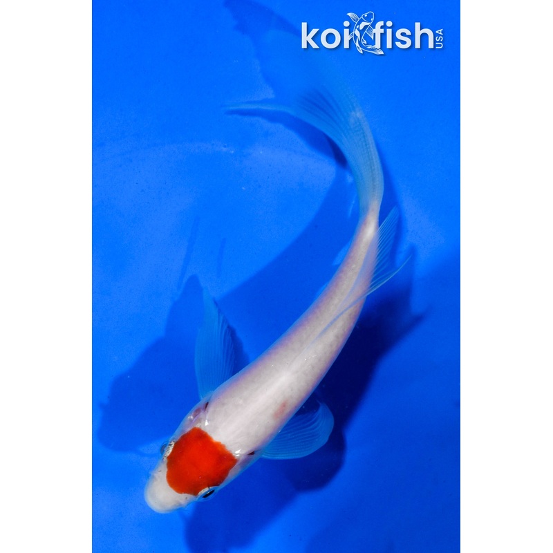 5" TANCHO KOHAKU BUTTERFLY