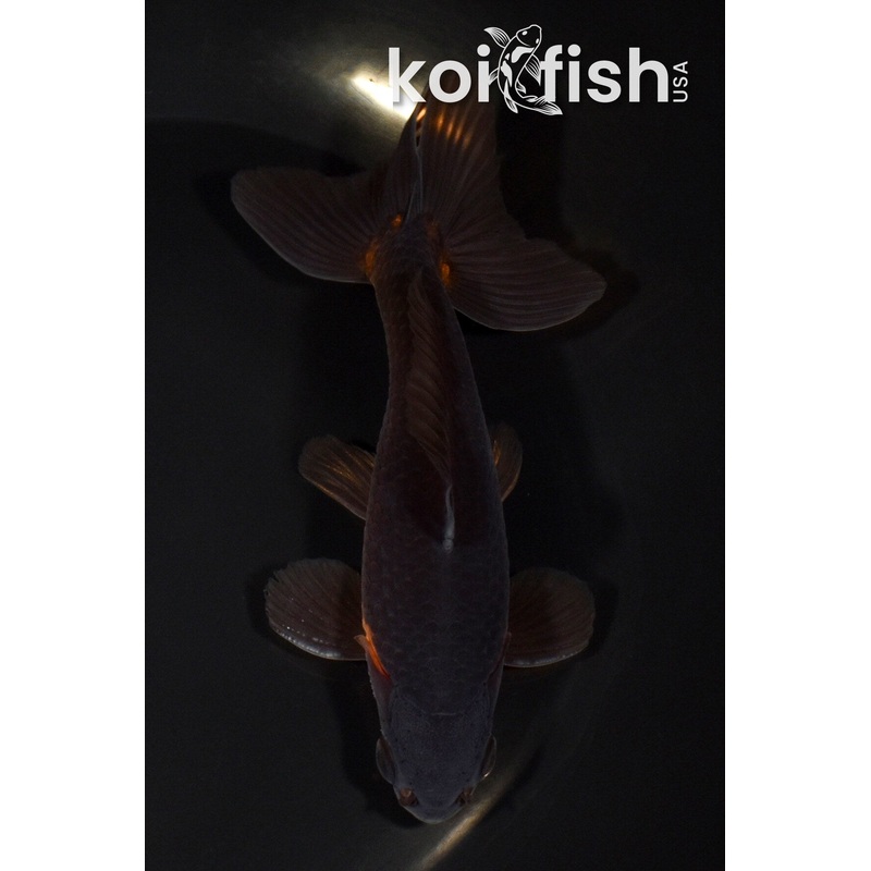 5" WATONAI GOLDFISH