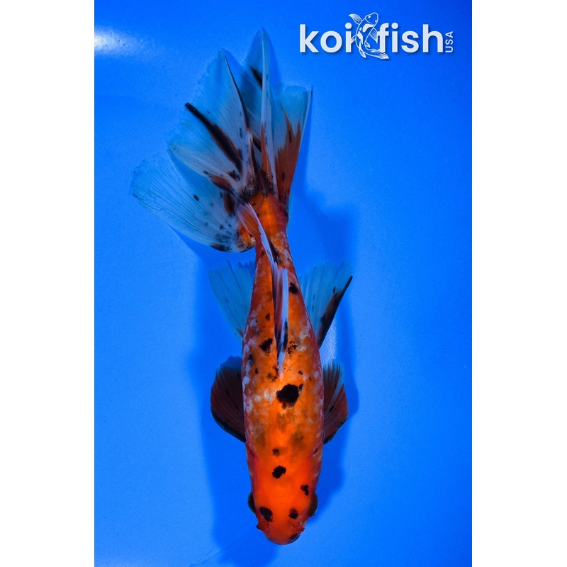 6.25" CALIKO WAKIN GOLDFISH
