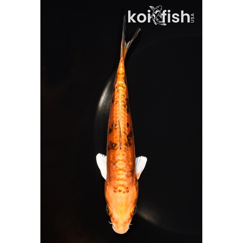 6.25" DOITSU ORENJI BEKKO