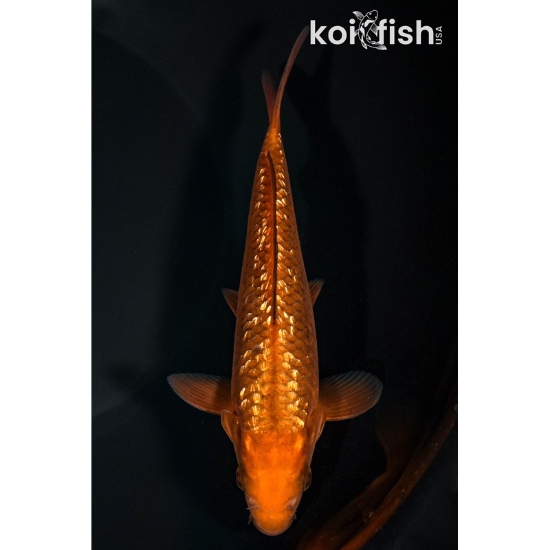 6.25" GINRIN CHAGOI