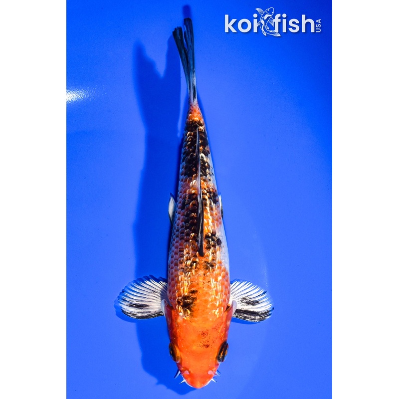 6.25" GINRIN YAMATO NISHIKI