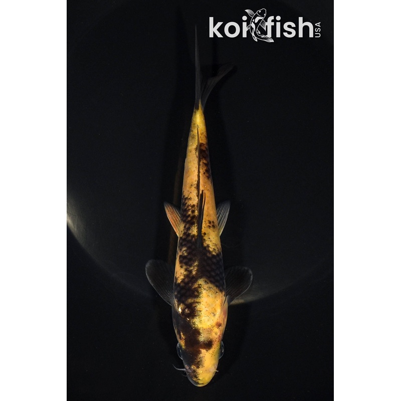 6.25" KI UTSURI