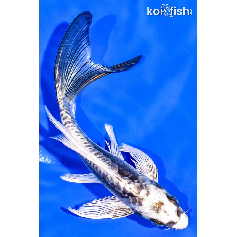 6.25" KIKOKURYU BUTTERFLY