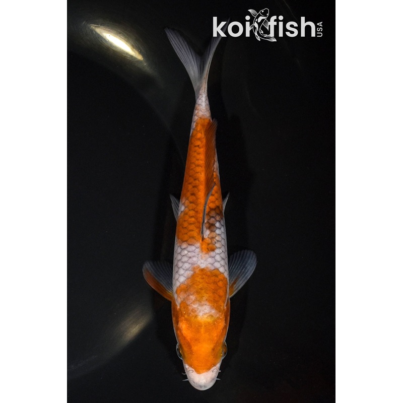 6.25" OCHIBA SHIGURE