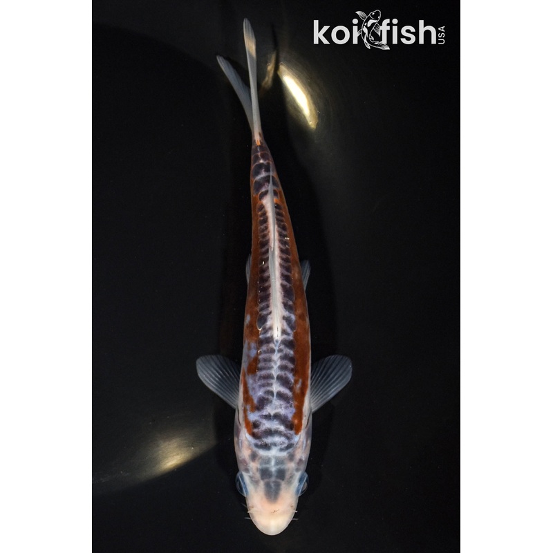 6.25" SHUSUI