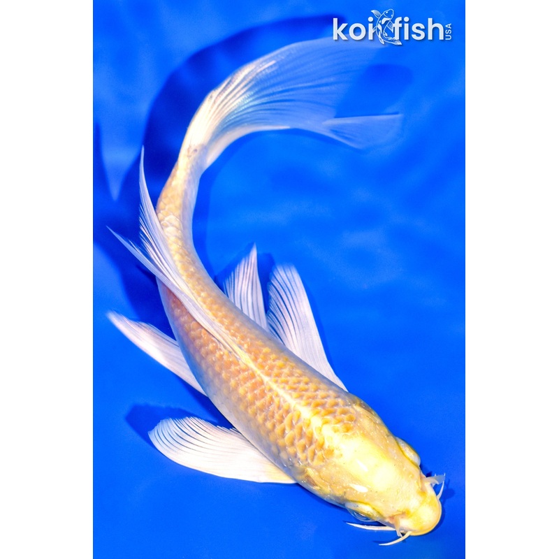 6.25" YAMABUKI OGON BUTTERFLY