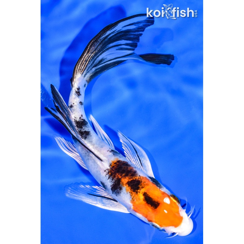 6.25" YAMATO NISHIKI BUTTERFLY