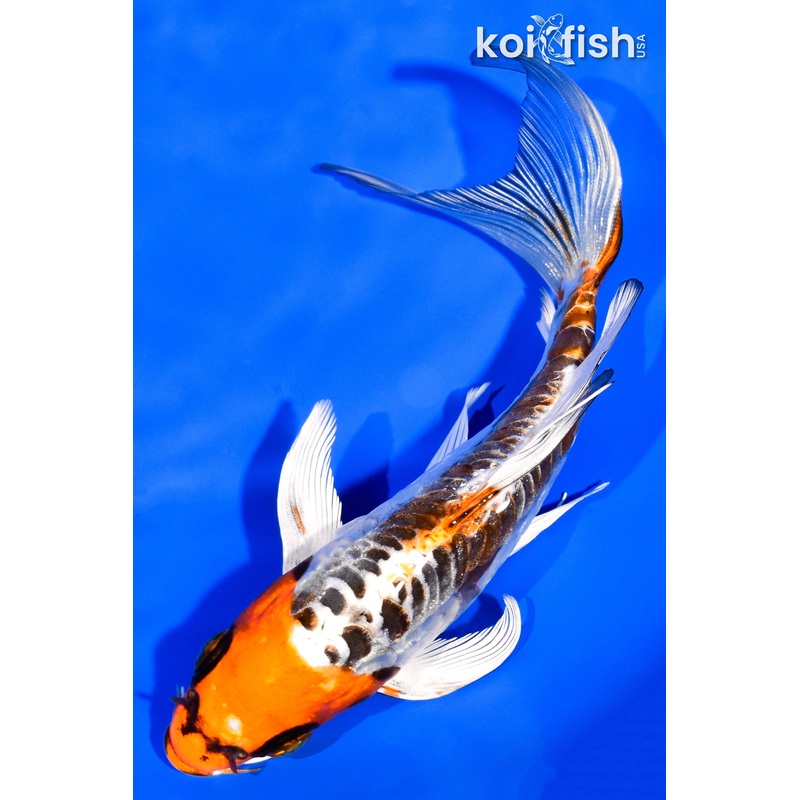 6.5" DOITSU KUJAKU BUTTERFLY