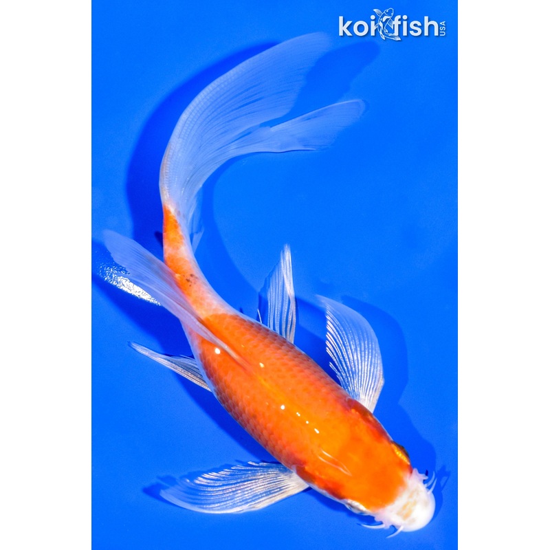 6.5" HARIWAKE BUTTERFLY