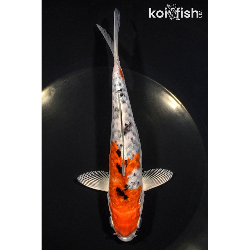 6.5" HEISEI NISHIKI