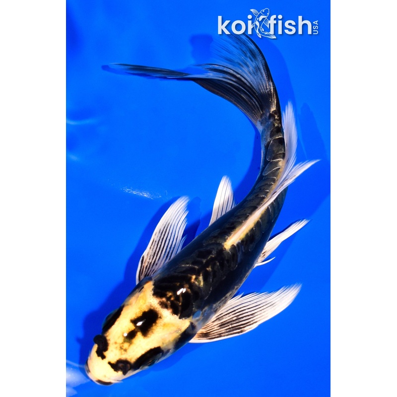 6.5" KABUTO BUTTERFLY