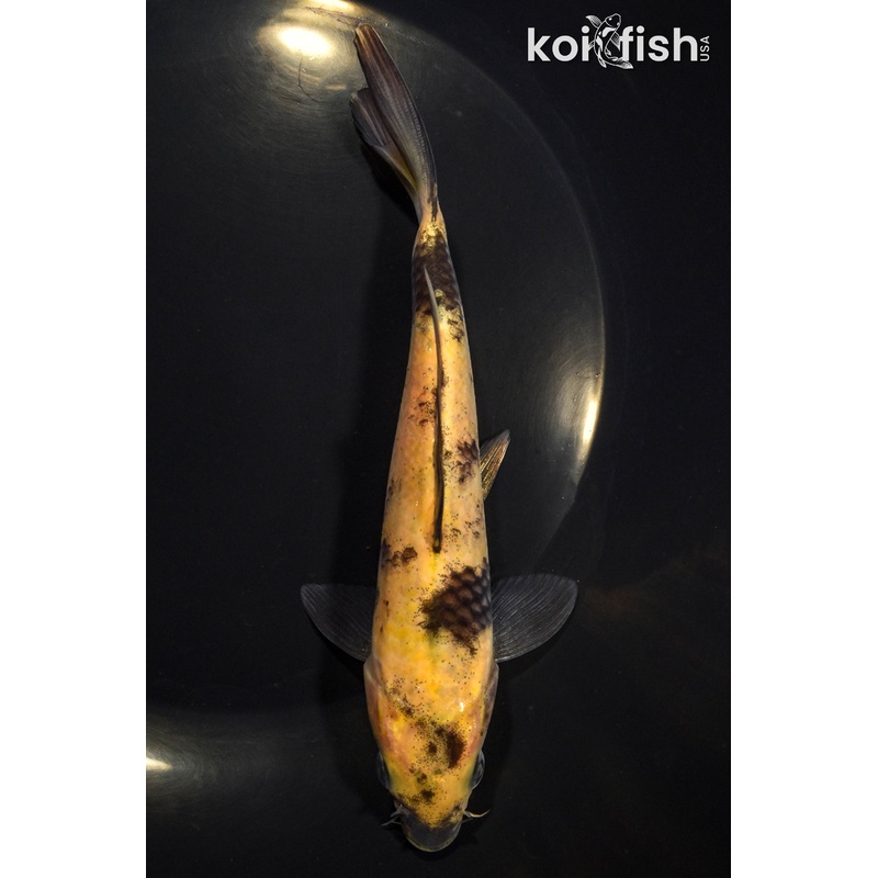 6.5" KI UTSURI