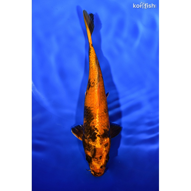 6.5" KIN HI UTSURI