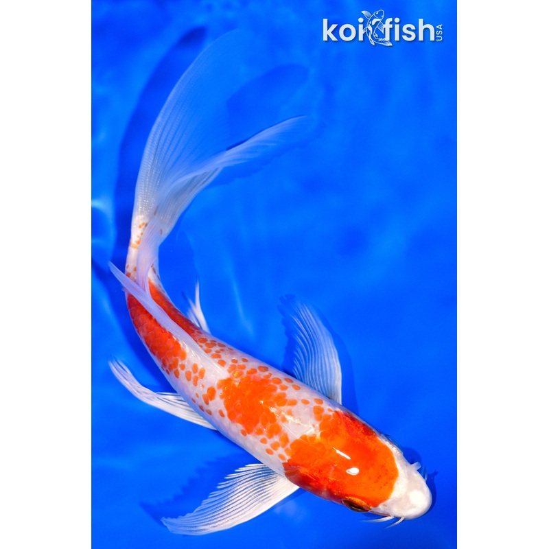 6.5" KOHAKU BUTTERFLY