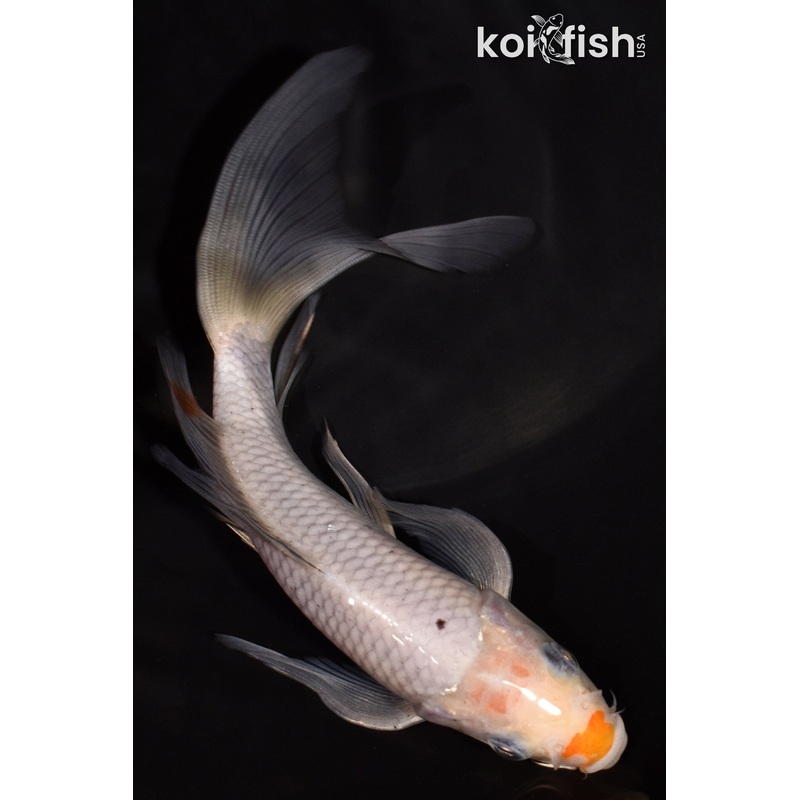 6.5" OCHIBA SHIGURE BUTTERFLY