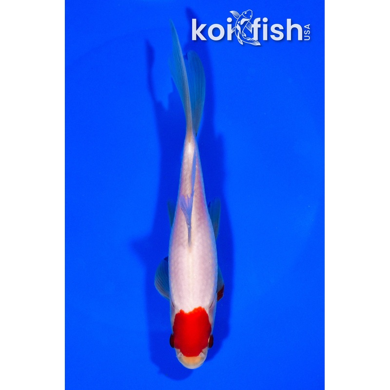 6.5" TANCHO SARASA COMET GOLDFISH