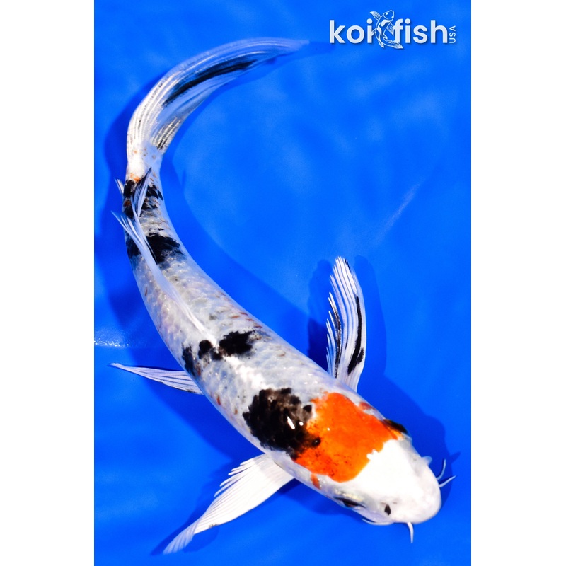 6.5" YAMATO NISHIKI BUTTERFLY